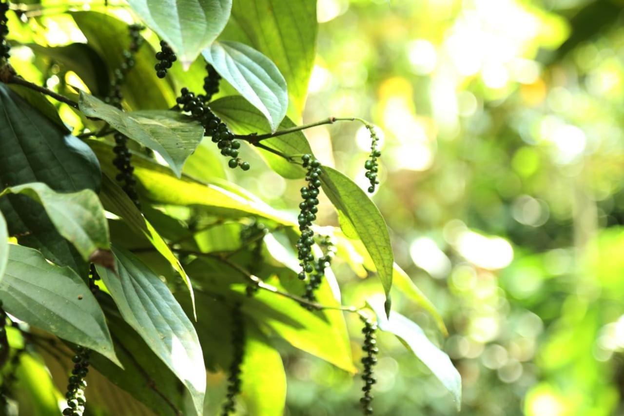 Loveshore Homestay Munnar Anachal Exterior foto